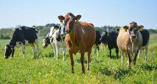 How do farmers compost cow dung?